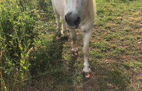 Equithérapie