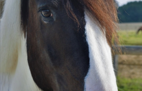 Equithérapie
