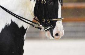 Equithérapie