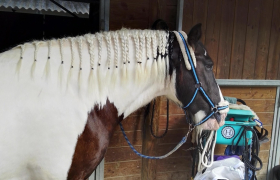 Equithérapie