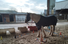 Equithérapie